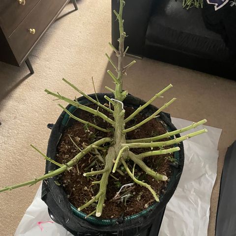 Black Domina  growlog timeline photo