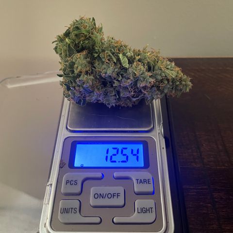 Black Domina  growlog timeline photo