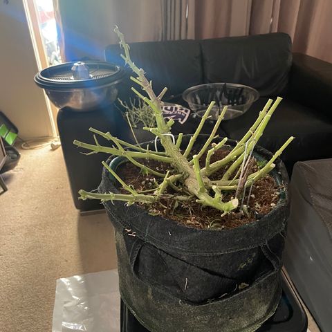 Black Domina  growlog timeline photo
