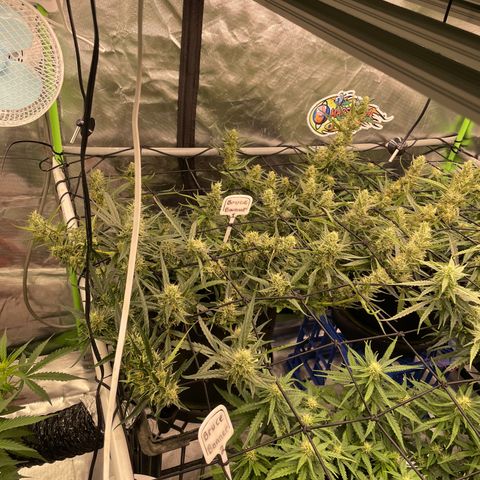  Bruce Banner #1 growlog timeline photo