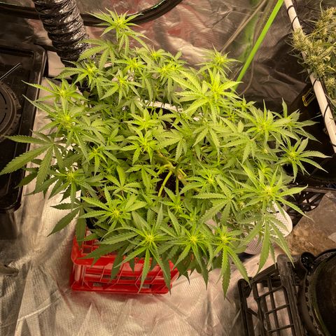Gelato #2 growlog timeline photo
