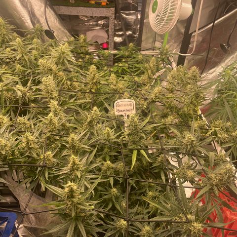  Bruce Banner #1 growlog timeline photo