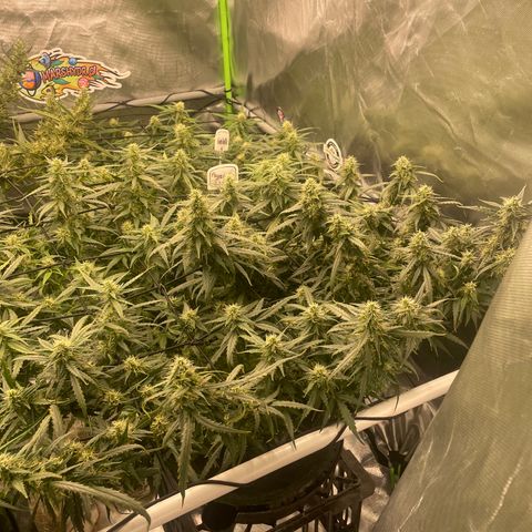 Auto Psychedelic growlog timeline photo