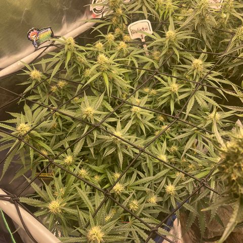 Gelato #1 growlog timeline photo