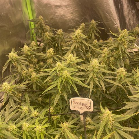 Auto Psychedelic growlog timeline photo