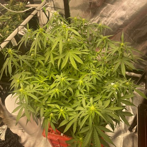 Gelato #2 growlog timeline photo