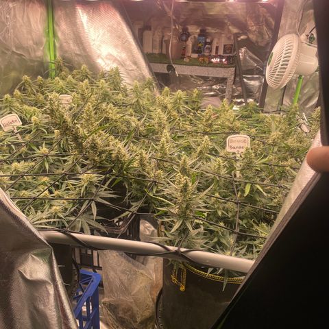 Bruce Banner #1 growlog timeline photo