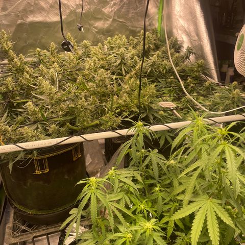  Bruce Banner #1 growlog timeline photo