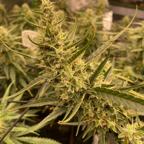  Bruce Banner #1 growlog timeline photo