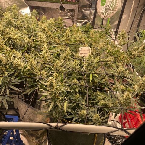  Bruce Banner #1 growlog timeline photo