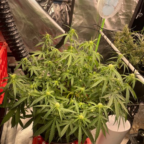 Gelato #2 growlog timeline photo