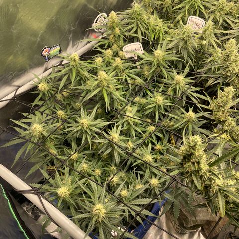 Gelato #1 growlog timeline photo