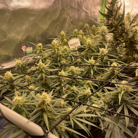 Gelato #1 growlog timeline photo