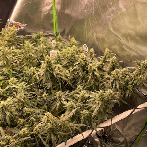 Auto Psychedelic growlog timeline photo