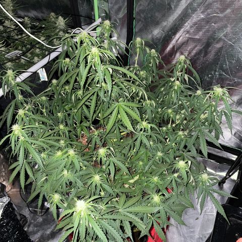 Gelato #2 growlog timeline photo