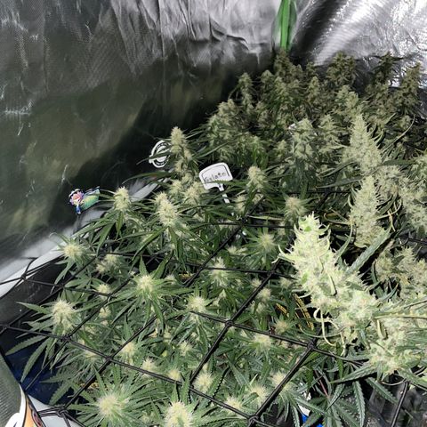 Gelato #1 growlog timeline photo