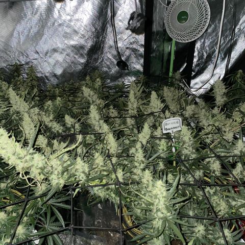  Bruce Banner #1 growlog timeline photo