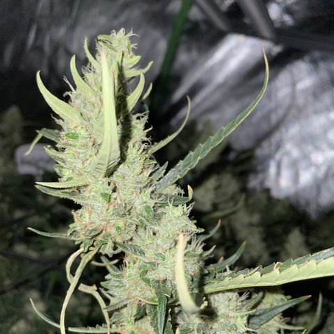  Bruce Banner #1 growlog timeline photo
