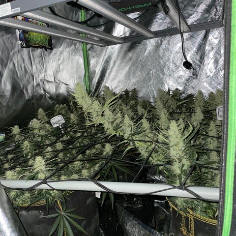  Bruce Banner #1 growlog timeline photo