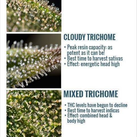 Auto Psychedelic growlog timeline photo