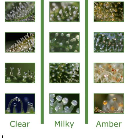 Auto Psychedelic growlog timeline photo