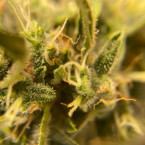  Bruce Banner #1 growlog timeline photo