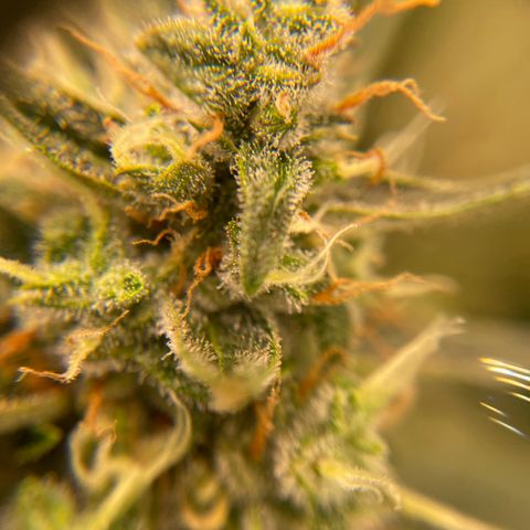  Bruce Banner #1 growlog timeline photo