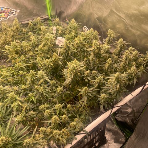 Auto Psychedelic growlog timeline photo