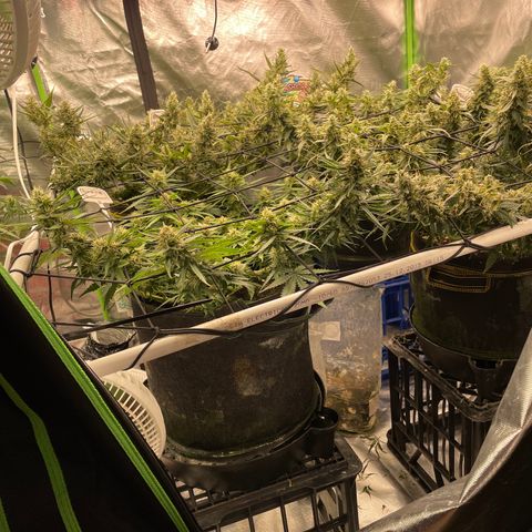 Auto Psychedelic growlog timeline photo