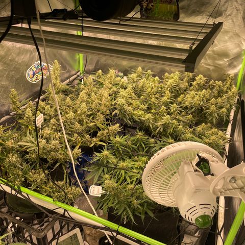  Bruce Banner #1 growlog timeline photo
