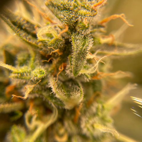  Bruce Banner #1 growlog timeline photo