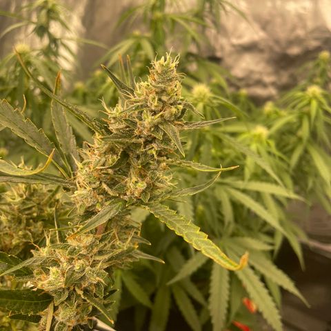 Bruce Banner #1 growlog timeline photo