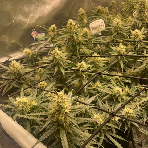 Gelato #1 growlog timeline photo