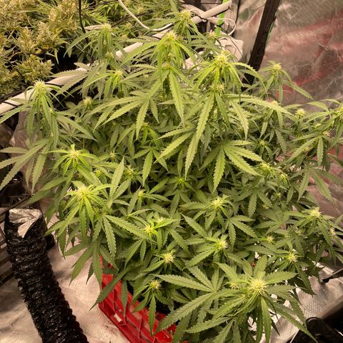 Gelato #2 growlog timeline photo