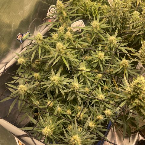 Gelato #1 growlog timeline photo
