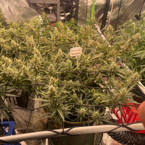  Bruce Banner #1 growlog timeline photo