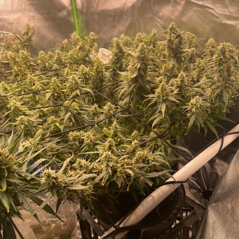 Auto Psychedelic growlog timeline photo