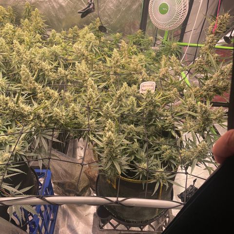  Bruce Banner #1 growlog timeline photo