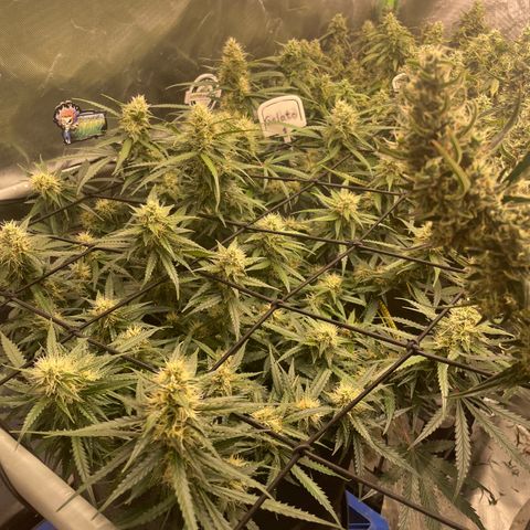 Gelato #1 growlog timeline photo