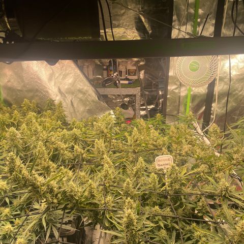  Bruce Banner #1 growlog timeline photo