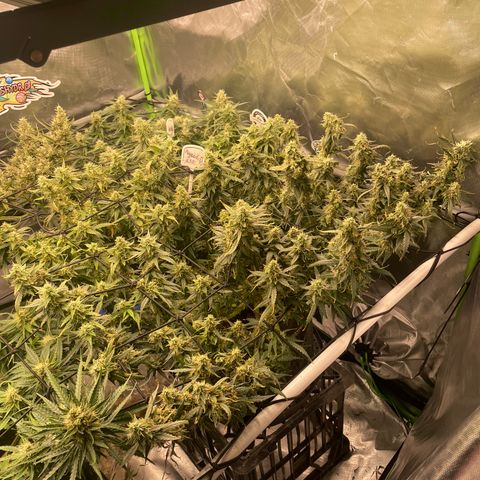 Auto Psychedelic growlog timeline photo