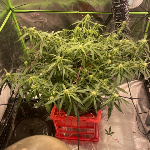 Gelato #2 growlog timeline photo