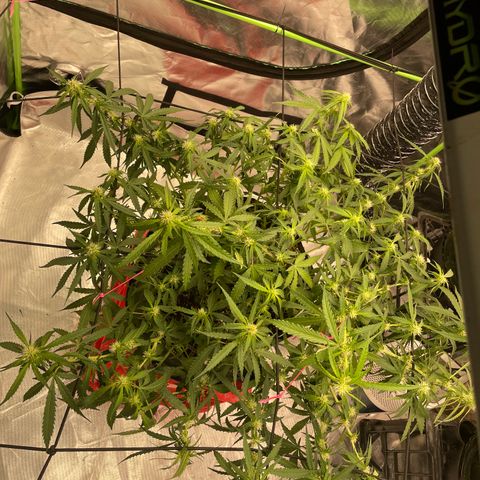 Gelato #2 growlog timeline photo