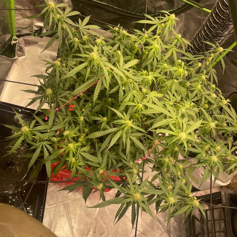 Gelato #2 growlog timeline photo