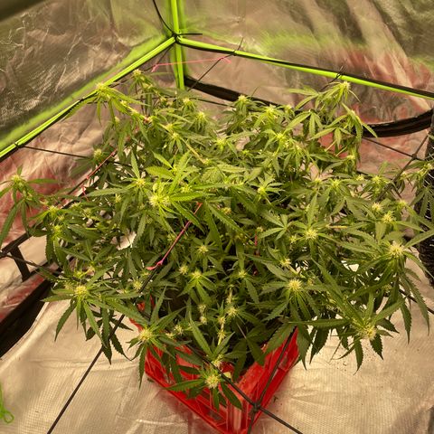 Gelato #2 growlog timeline photo
