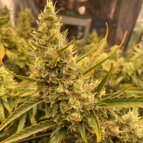  Bruce Banner #1 growlog timeline photo