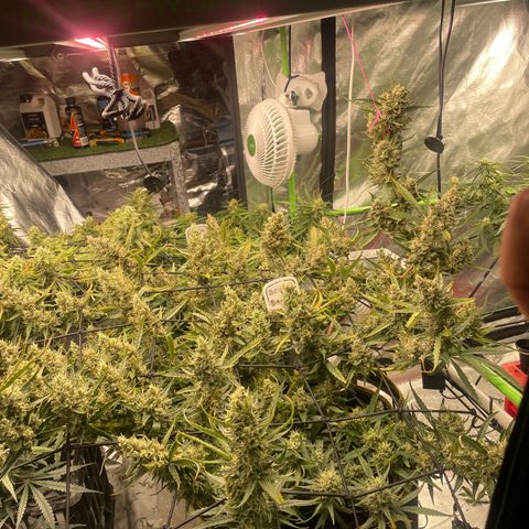  Bruce Banner #1 growlog timeline photo