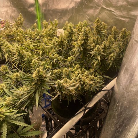 Auto Psychedelic growlog timeline photo