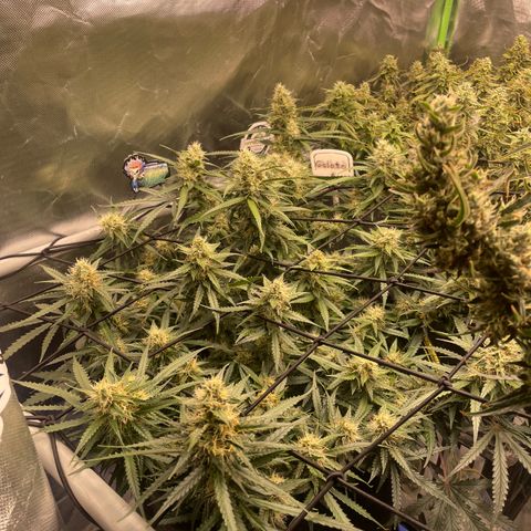 Gelato #1 growlog timeline photo