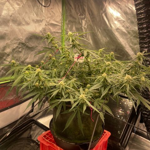 Gelato #2 growlog timeline photo